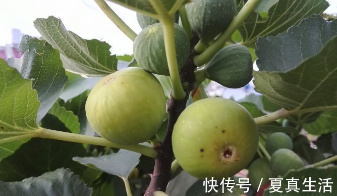 种菜|别人养花，她却种一楼顶菜，多得吃不完都送邻居了