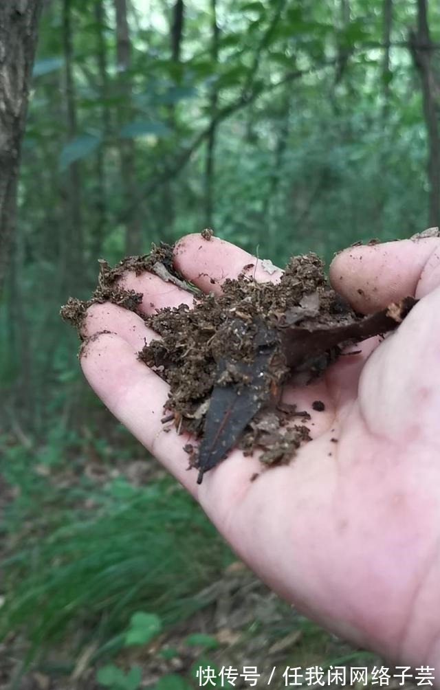 松针土的秘密，不在松针，也不在土，很多人种植兰花都用错了