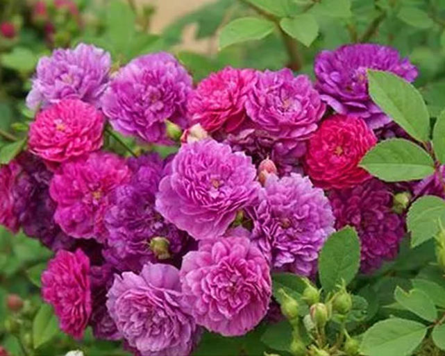 花期很长的一串红,一开3个月,开花不断