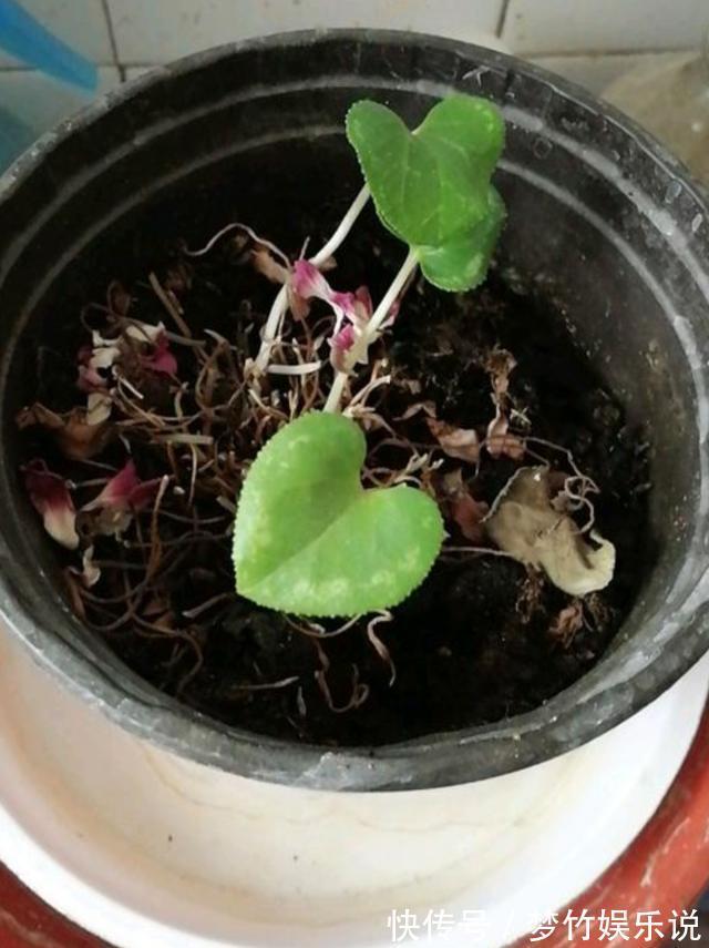 仙客来花谢了，这样修剪和养护，新叶萌发快，年底又开花