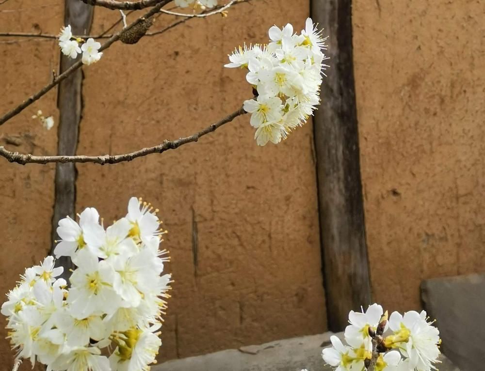 春节赏花好去处，广元5000亩樱桃花迎春绽放，美成仙境！