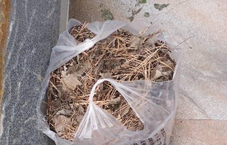 发酵|养花“法宝”松针该怎么用?单独使,加工后用,谨记这些准没错