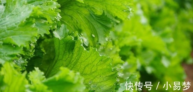 好吃|这种青菜不仅好种还好吃,包饺子非常特别,你不试种一下吗?