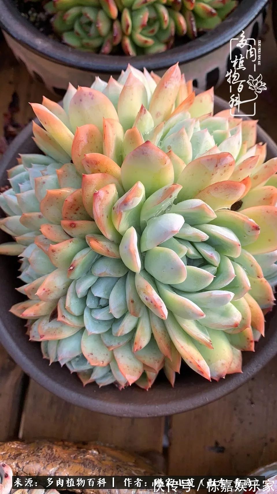 大棚|多肉住进暖棚,坦然越冬,放肆浇水,这个冬天有点甜!