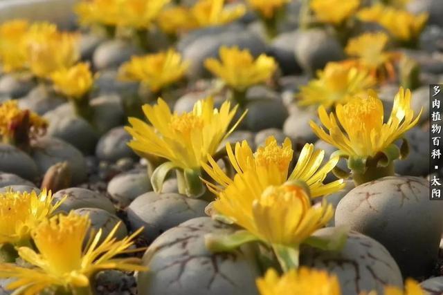 会开花的“石头”番杏科多肉植物“生石花”的养护心得!