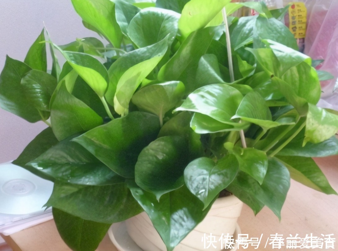 养殖|有这些“特征”的人不适合养花,一般养一盆死一盆
