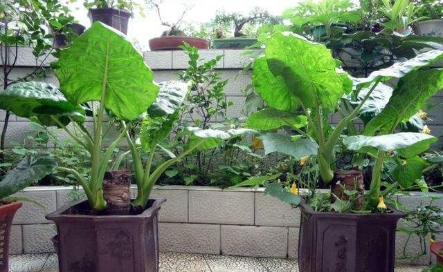 家里养上这些花,“花旺人不旺”,还是早点搬到室外养,安全