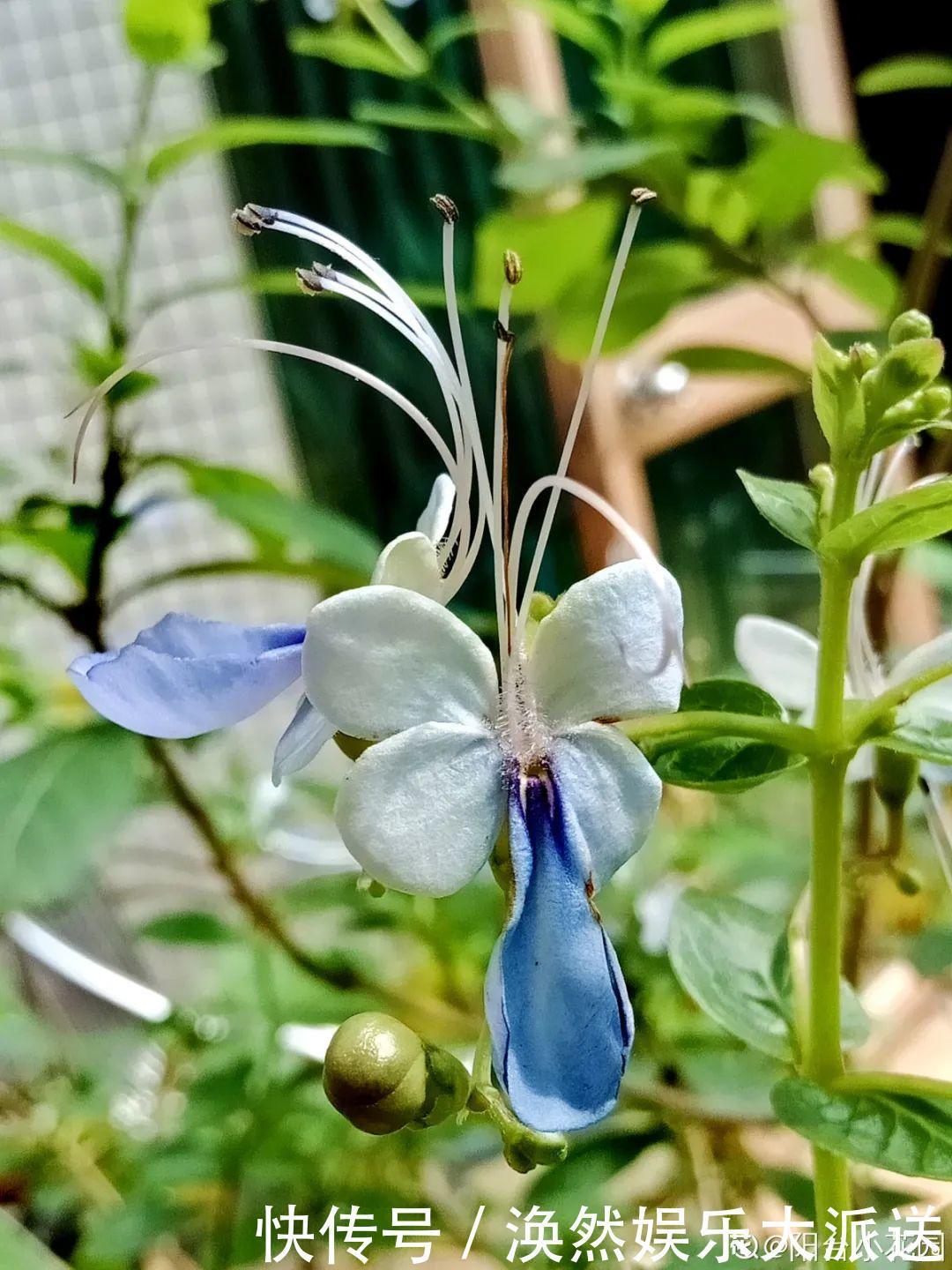 5种花真稀罕,叶子越晒越红彤彤,一盆能开20朵!