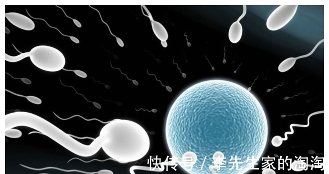 卵子|进入女性体内,没和卵子相遇的小蝌蚪去哪了?看完后不准偷笑
