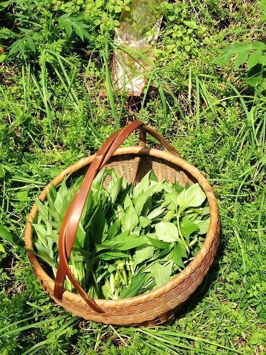 宫冷不孕|艾草煮水洗头,坚持一个月,身体发生神奇的变化,了解下