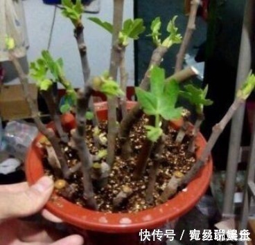 无花果|“1根枝条”插盆里,10天生根,当年开花“结果”一家人吃不完