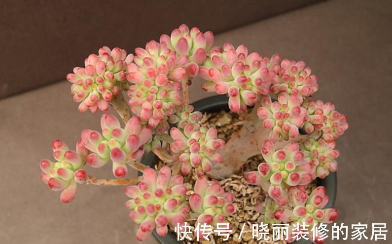 秋天养盆多肉乙女心,叶片红润通透,养成群生小老桩,美极了