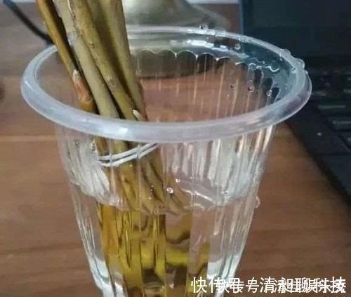 盆底|这东西泡水就是“天然生根剂”,埋在盆里也管用,根系越养越粗壮