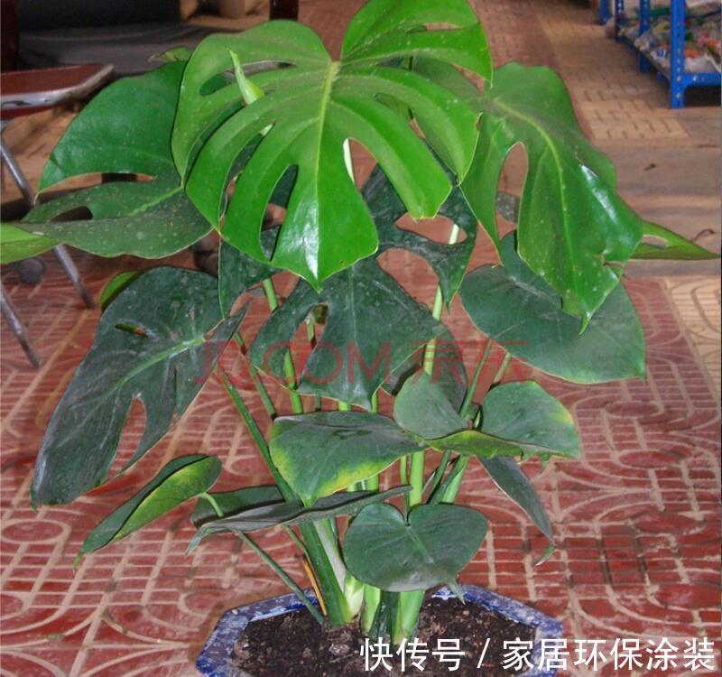 叶片|龟背竹有3个喜好,满足它,叶片更肥大,油绿发亮美观大气