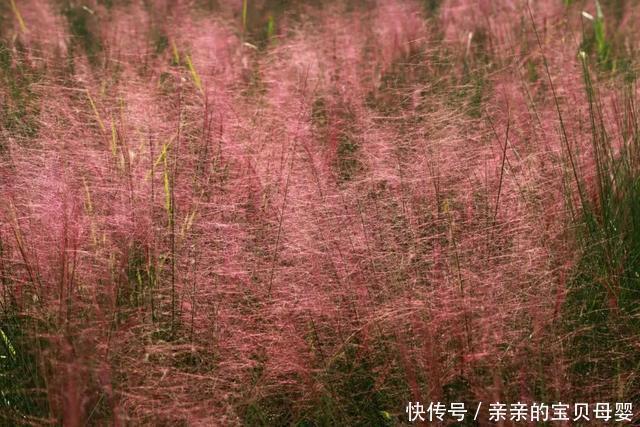 如梦似幻！这片3万平方米的粉黛乱子草花海开了