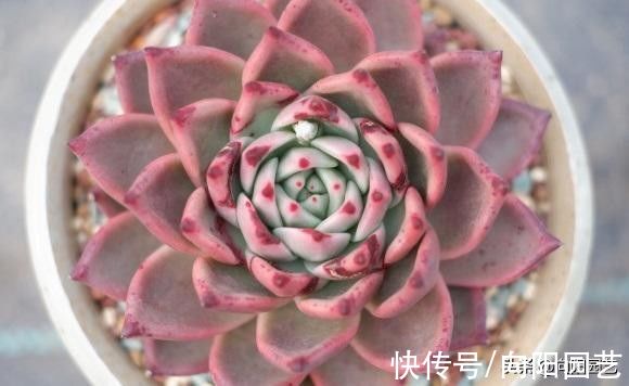 多肉|什么是好多肉？颜色漂亮就是好多肉？大错特错，多肉不分好坏