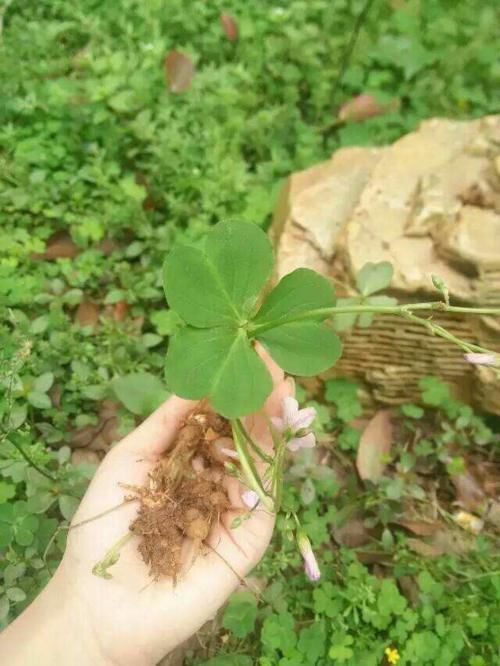 人参|乡下菜园一野草，当猪菜都嫌弃，可不料其根茎被誉为“水晶人参”