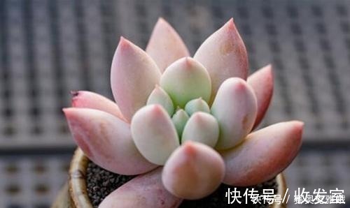 观赏价值|盘点8款胖多肉,颜值高好养护,喜欢多肉一定别错过!