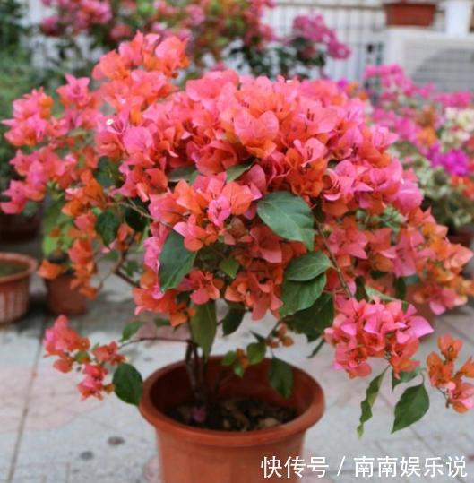 三角梅开花花期短原来用错了“肥料”,赶紧换一种,花开大半年