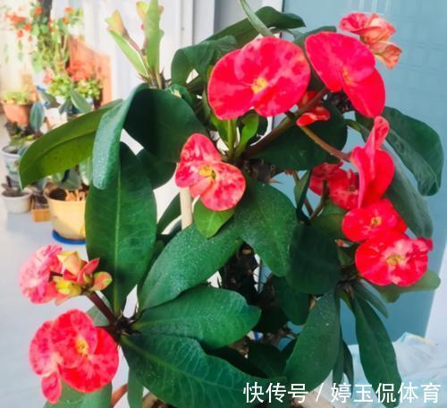 客厅|客厅别养“10种花”,虽然很漂亮,却是不利于健康的“危险花”