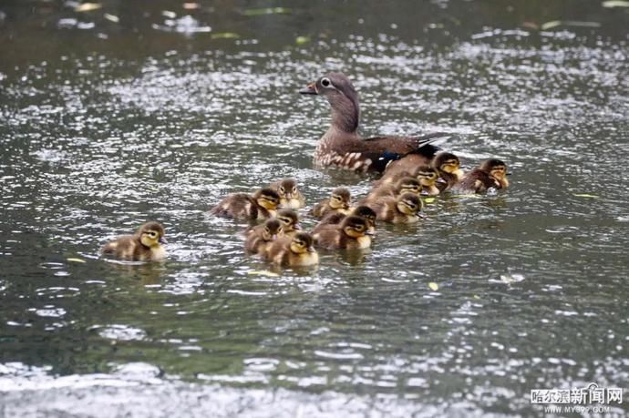鸳鸯宝宝|19只鸳鸯宝宝雨中跳巢,还有“长辈”来加油|今早的兆麟公园挺热闹