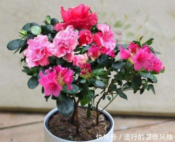 4种花颜值超高,美不胜收,谁见了都想养,枝头花苞满