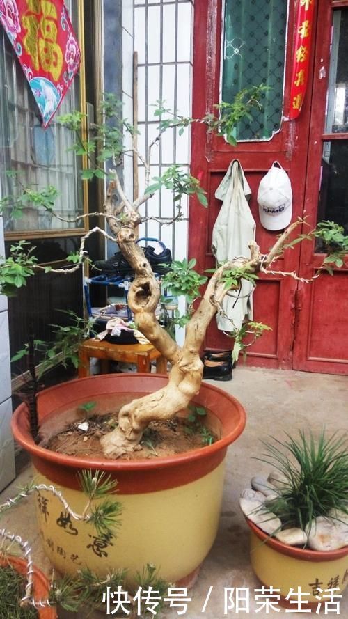 盆景|杂木盆景“性价比之王”黄荆：细芽初发身价高，不复当年柴火烧！