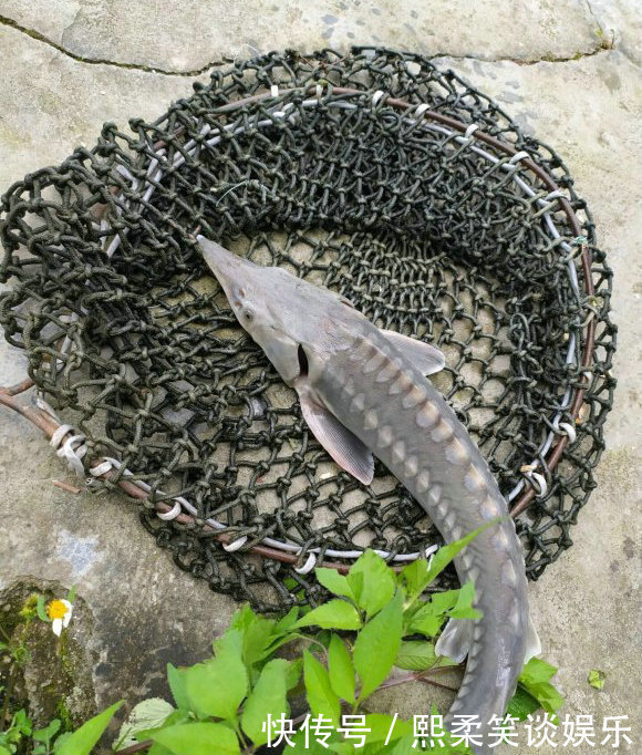 野生|洪水中大量鲟鱼靠岸,各地频繁有人钓获,是中华鲟吗?