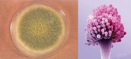 毒素|大家多注意!毒性是砒霜的68倍,可致癌,生活中我们经常看到