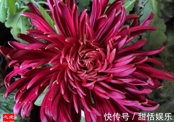 珍品#喜欢菊花,不如养盆“菊中珍品”滦水墨凤,似凤凰飞舞,高贵优雅