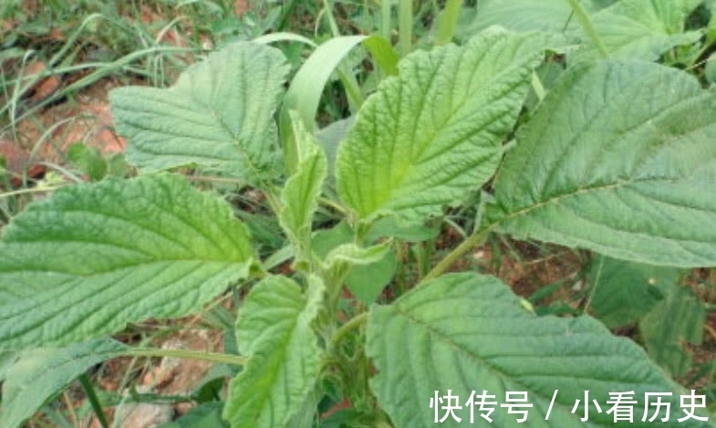 维生素b|这种野菜在家也能种植,吃它比羊肉还滋补,市场1斤还得12元