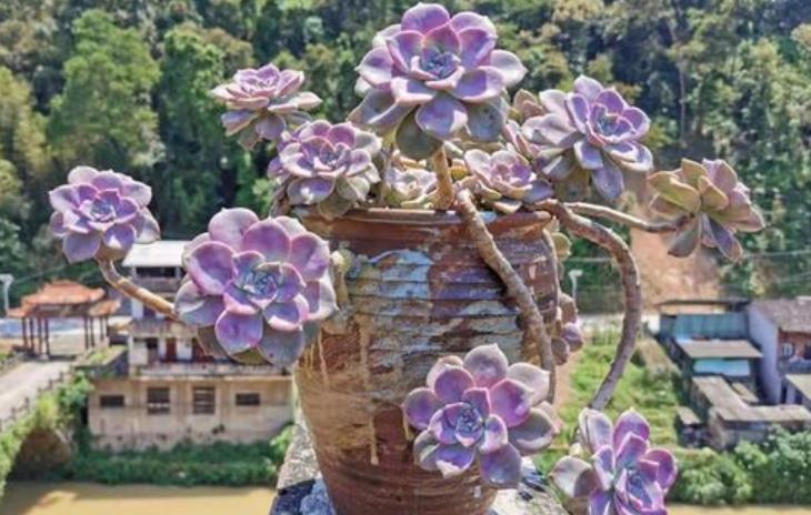 多肉浇水后还是干瘪的?教你几个小技巧,快速服盆长势好