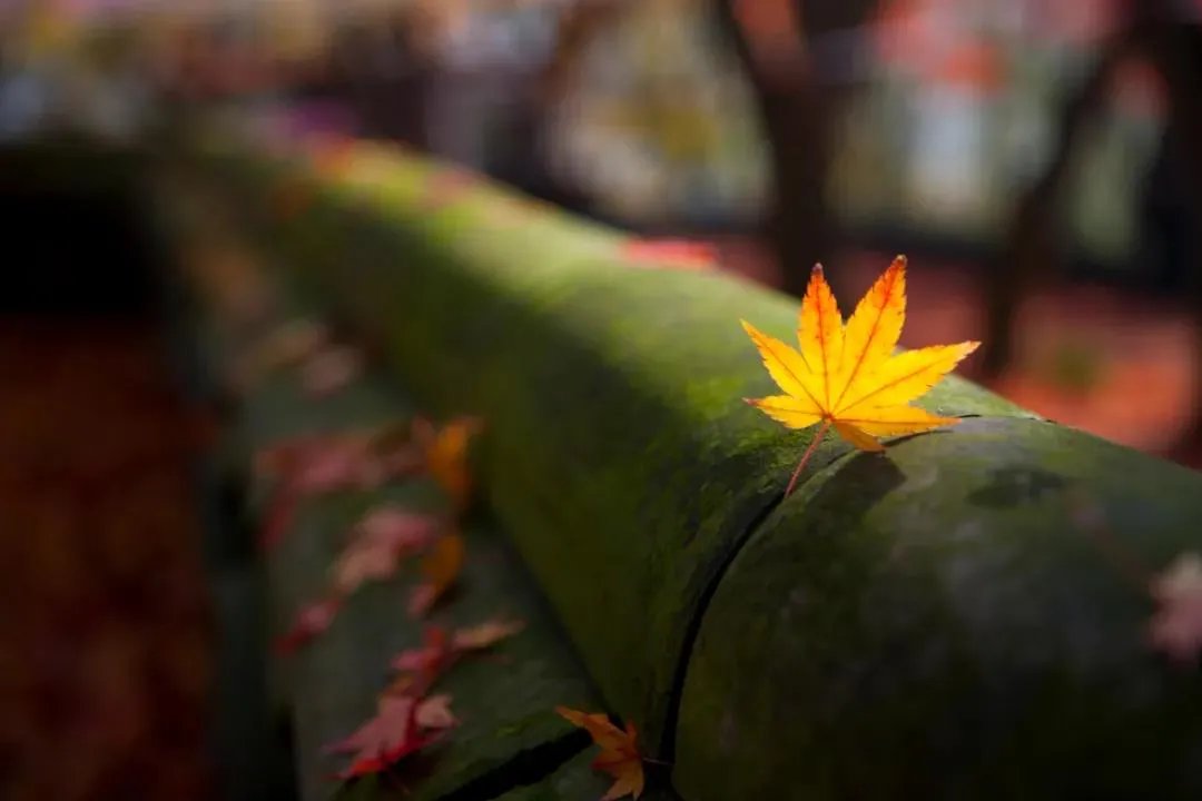 王维！诗词丨十月，愿时光放慢，许故人不散