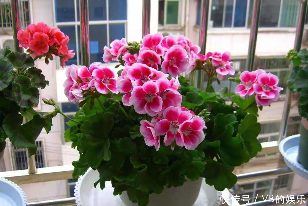 几种很耐寒的花,在冬天依旧开花美艳