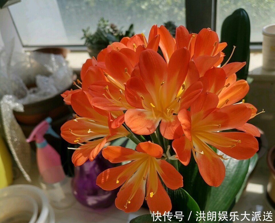 磷酸二氢钾|君子兰窜剑后该如何浇水容易忽视这个小细节,很多人中招