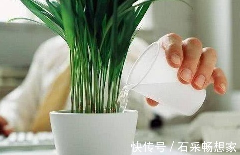 养花虫子多老花农用3种“驱虫水”，虫子通通消失，花朵蹭蹭长