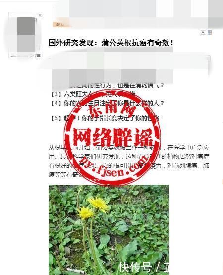 抗癌|蒲公英根抗癌有奇效？是时候了解真相了