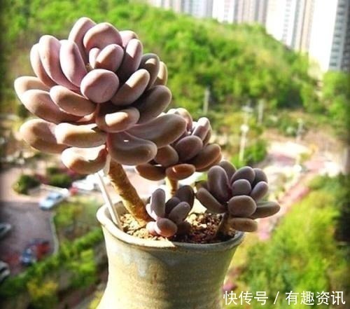 复合肥|多肉植物爱吃2种肥,根系健壮,叶子肥厚,养成老桩
