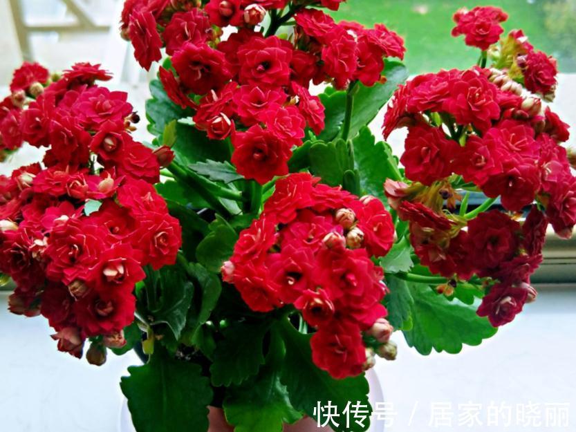 施肥|入秋后,该怎么养护长寿花?5点做到位,冬日将不断开花长新叶