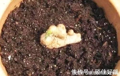 保鲜膜|保存生姜不要放冰箱,教你一个土方法,放半年都不干瘪,太实用了