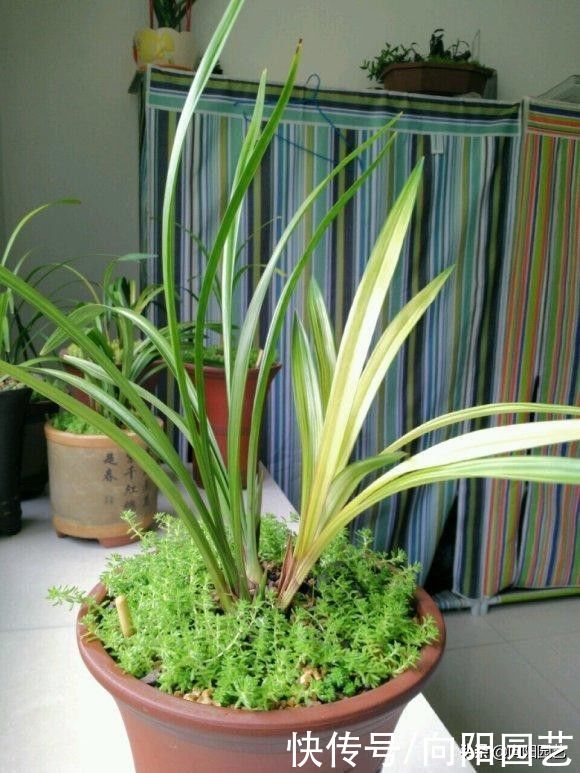 建兰不开花？哪里出问题了？施加氮，磷肥，花期准时开花