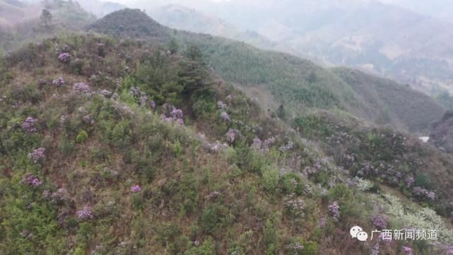 龙胜伟江杜鹃花漫山遍野惹人醉