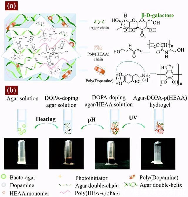 自愈|双网络水凝胶!超强自愈、保水、抗菌、粘附,专为透皮贴剂设计