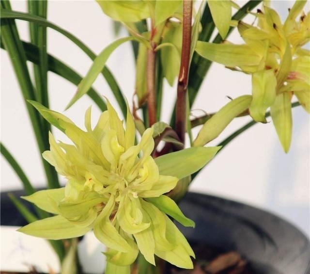 兰花|这款兰花,一盆能香遍一条街,花型奇特,花瓣多到数不清,值得养