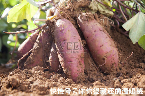 红薯保存原来如此简单,牢记5个诀窍,红薯不发霉不长芽,真实用