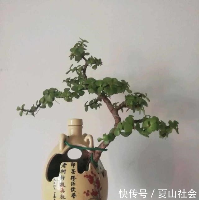 土壤|金枝玉叶黄叶掉叶，掌握一招，叶绿花繁，颜值高