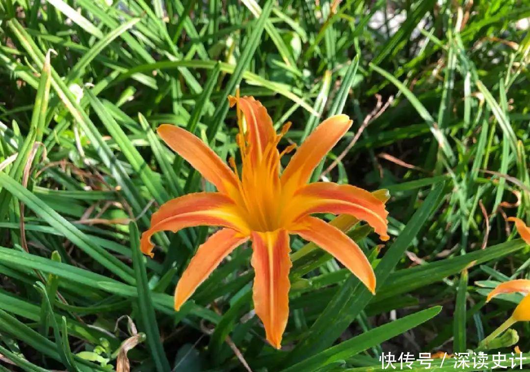 农村的6种花,烙饼子、炒菜、炖汤···再晚没得吃了!