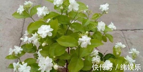 绣球花|养殖绣球、茉莉,想要盆栽多开花,用它们浇花施肥就够了