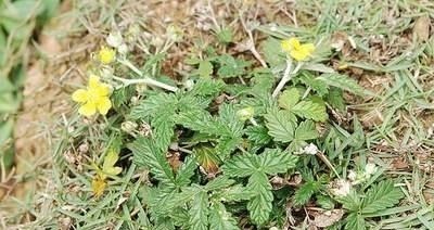 天青地白|农村随处可见的翻白草是是治疗糖尿病的良药