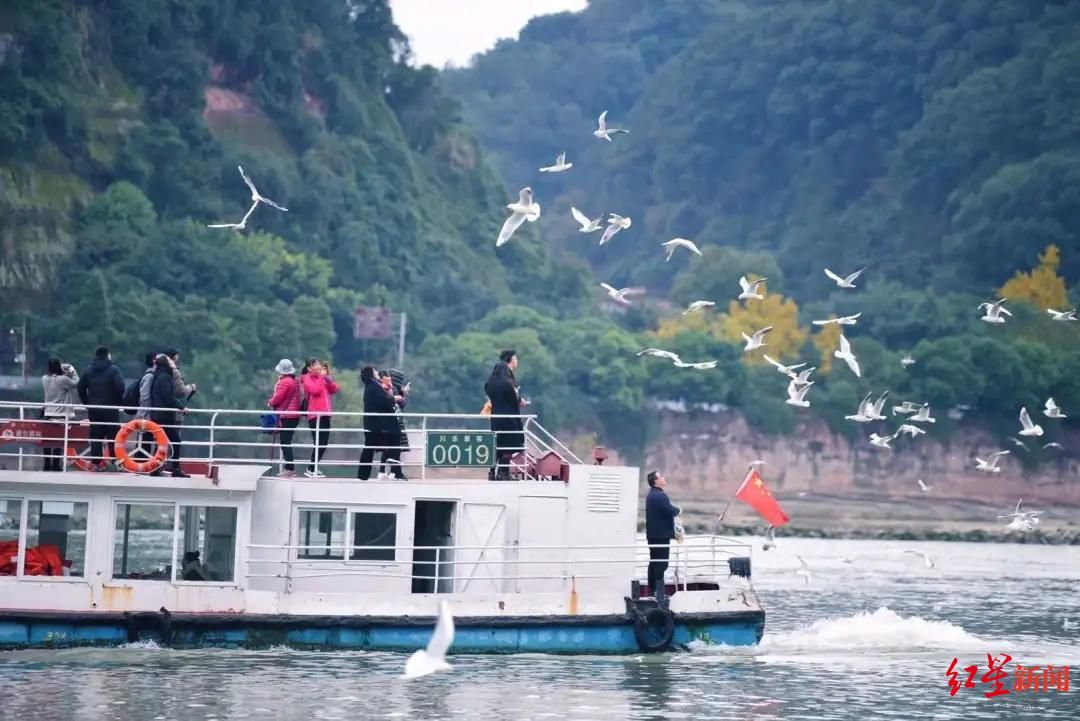 候鸟|乐山大佛脚下：成群红嘴鸥江面嬉戏觅食，跳起“空中芭蕾”